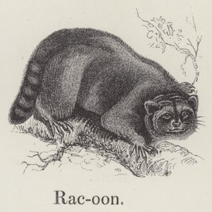 Rakun (gravür) by English School