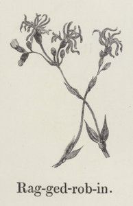 Düzensiz robin (gravür) by English School