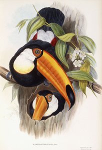 Ramphastos Toco by English School