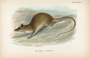 Fare Kuyruklu Opossum by English School