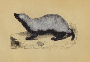 Ratel (renkli lito) by English School