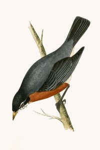 Kırmızı Göğüslü Ardıç, Charles Robert Bree (1811-86) tarafından 