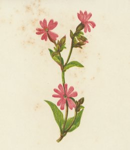 Kırmızı Campion, Lychnis Dioica (renkli lito) by English School