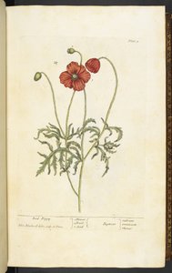 Kırmızı Haşhaş, Elizabeth Blackwell