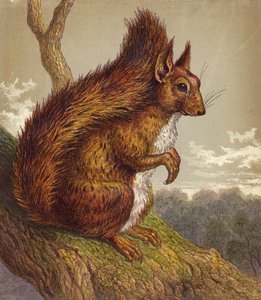 Kızıl Sincap (renkli lito) by English School