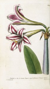 Kırmızı ve beyaz çizgili Lily, 1799-1810 by English School