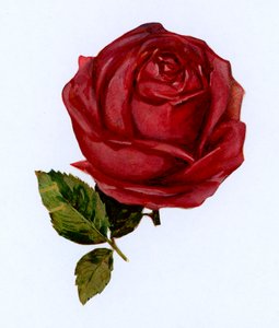 kırmızı gül by English School
