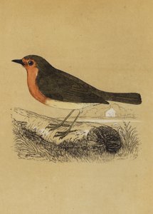 Redbreast (renkli lito) by English School