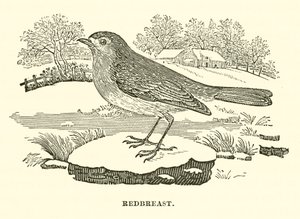 Redbreast (gravür) by English School
