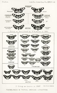 Tropikal Amerikan lepidopterasındaki benzerlikler, The Hope Reports, Vol. II, 1897-1900., Edward B. Poulton tarafından düzenlendi, Oxford, 1901 by English School