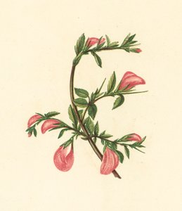 Rest-Harrow, Ononis Arvensis (renkli lito) by English School