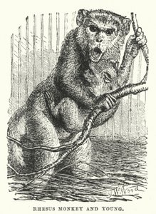 Rhesus maymunu ve yavrusu (gravür) by English School