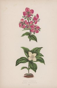 Rhexia Virginica; Cornus Canadensis (renkli lito) by English School