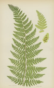 Sert Lastrea (renkli lito) by English School