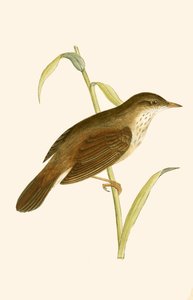 Warbler Nehri, Charles Robert Bree (1811-86) tarafından 