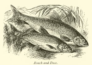 Roach ve Dace by English School