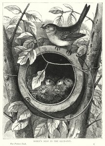 Yapıştırıcıdaki Robin