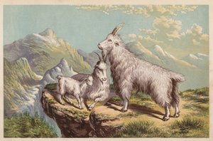 Kayalık Dağ Keçisi, Aplocerus Montanus (renkli lito) by English School