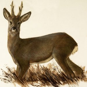 Karaca Geyik by English School