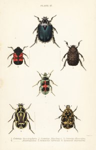 Gül chafer böcekleri: Cetonia fascicularis 1, Heterorhina macleayi 2, Gametoides subfasciata 3, kemancı böceği, Eupoecila australasiae 4, Gymnetis hiyeroglyphica 5 ve Gymnetis marmorea 6 by English School