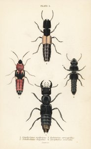 Rove böcekleri: Staphylinus erythrurus 1, Xantholinus fulgidus 2, Bolitobius atricapillus 3, Zirophorus exaratus 4 by English School