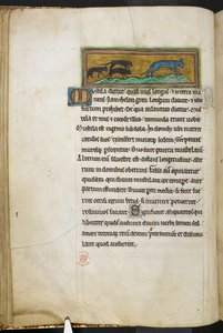 Kraliyet 12 F.XIII, f.43v Bir kediyi kovalayan fareler, Bestiary