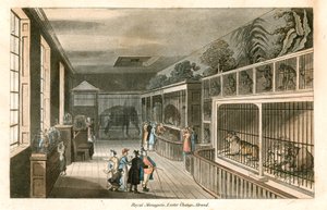 Royal Menagerie, Exeter Change, Strand (renkli gravür) by English School
