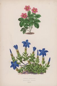 Rubus Arcticus; Gentiana Verna (renkli taş) by English School