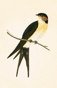 Kızıl Kırlangıç, Charles Robert Bree (1811-86) tarafından 
