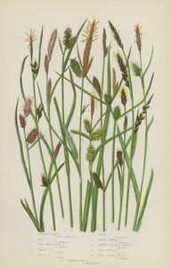 Russet Carex, Soluk Carex, Uzun Bracteated Carex, Sarı Carex, Tawny Carex, Gevşek Carex… (renkli lito) by English School