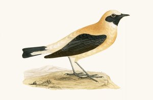 Russet Wheatear, Charles Robert Bree (1811-86) tarafından 