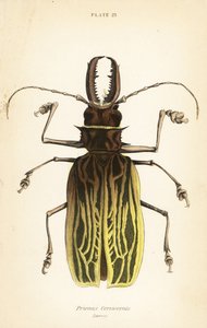 Sabertooth uzun boynuz böceği, Macrodontia cervicornis (Prionus cervicornis) by English School
