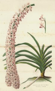 Saccolabium Blumei Russelianum (chromolitho) by English School