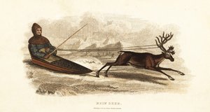 Bir ren geyiği tarafından çekilen bir kızakta Sami Laplander, Rangifer tarandus by English School