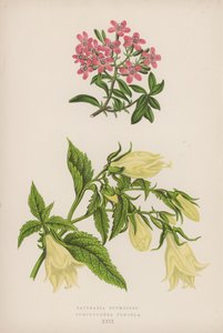 Saponaria Ocymoides; Symphyandra Pendula (renkli taş) by English School