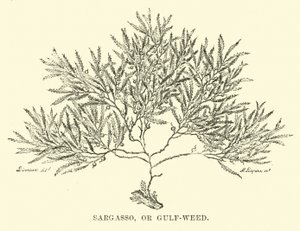Sargasso veya Körfez otu by English School