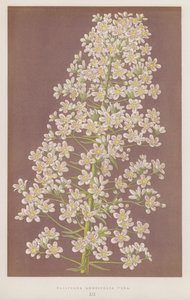 Saxifraga longifolia Vera (renkli lito) by English School