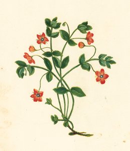 Scarlet Pimpernel, Anagallis Arvensis (renkli lito) by English School