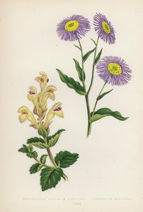 Scutellaria Alpina B Lupulina; Stenactis Speciosa (renkli lito) by English School