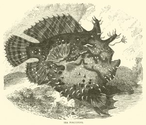 Deniz Kirpisi (gravür) by English School
