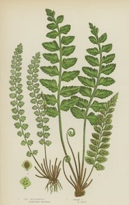 Deniz Dalak, Yeşil Dalak (renkli lito) by English School