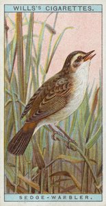 Saz-Warbler by English School