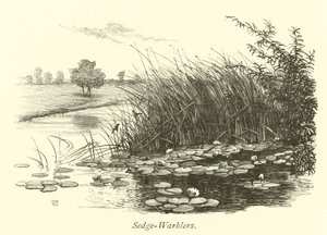 Saz-Warblers by English School