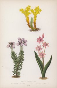 Sedum Sexangulare; Menziesia Caerulea; Scilla Bifolia Rubra (renkli taş) by English School