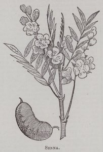 Senna (gravür) by English School