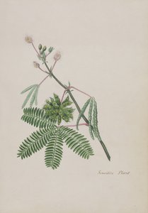 Sensitive Plant, Şiirler, Grafit Çizimler ve Suluboyalar Albümünden illüstrasyon, c.1828 (kağıt üzerinde wc) by English School