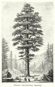 Sequoia (Wellingtonia) Gigantea (gravür) by English School