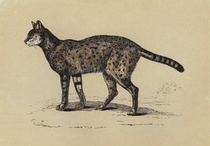 Serval (renkli lito) by English School