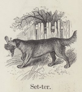 Setter (gravür) by English School
