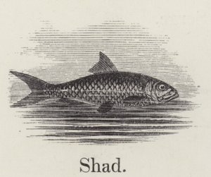 Shad (gravür) by English School